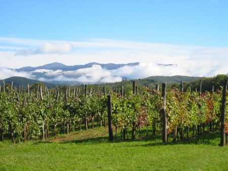 Vineyards in the Karst Wine Region