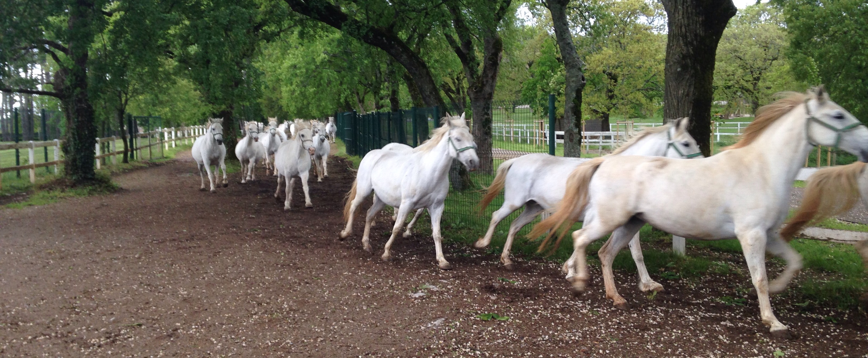 Lipizzaner horses of Lipica