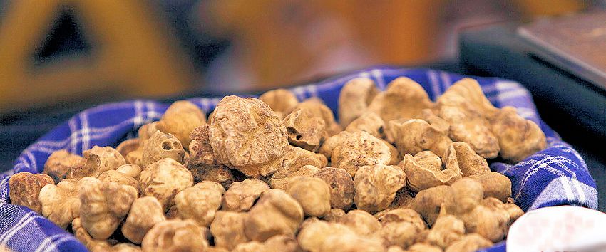 White truffles