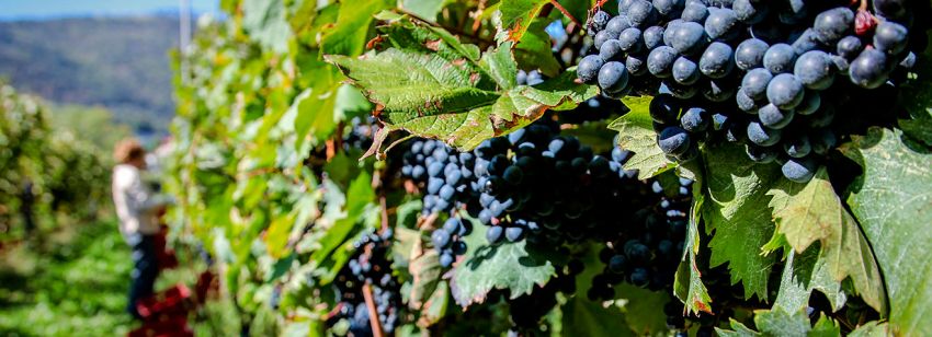 Refošk - wine of Karst Wine Region