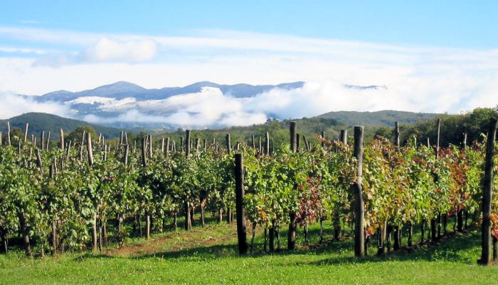 Vineyards in the Kast region