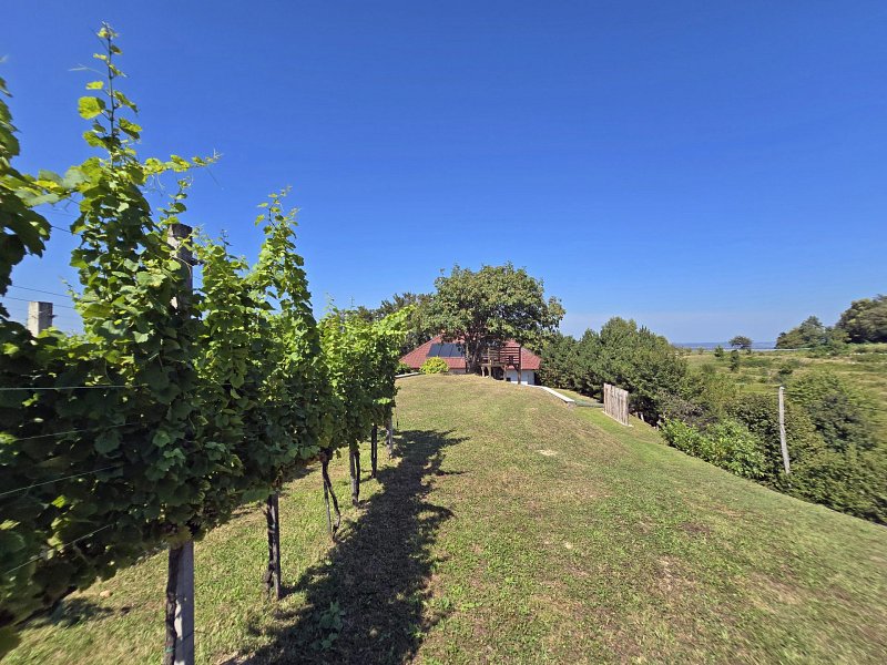 Vineyards