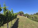 Vineyards